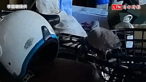 斑鳩幼鳥死亡|落難斑鳩寶寶長大了！出門忘回家 聽「阿公愛的呼喚」立刻飛回